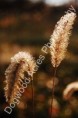 /album/photogallery/dsc-0092-watermarked-jpg/